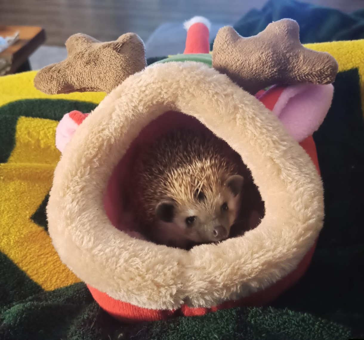 Bobby in seiner neuen Familie ❤️