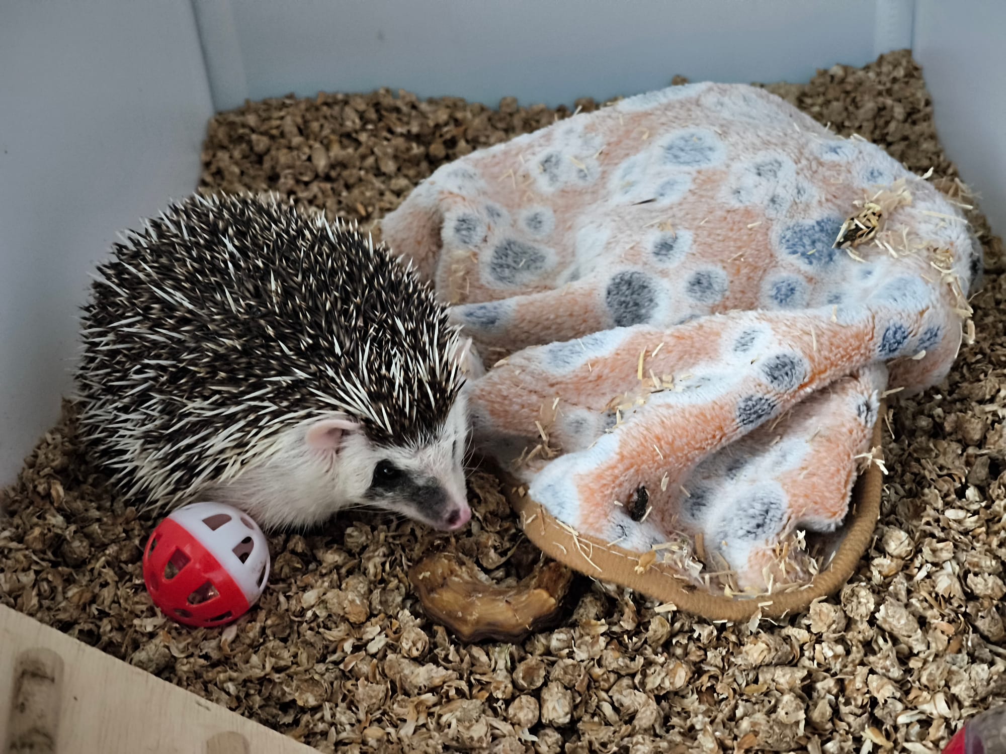 Lass Mich , ich will spielen