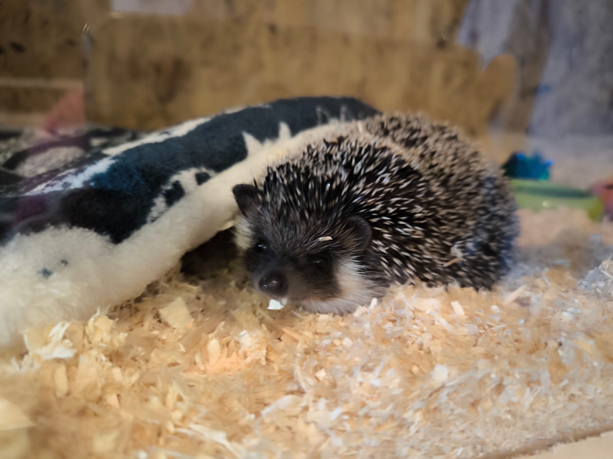 unsere werdende Mama