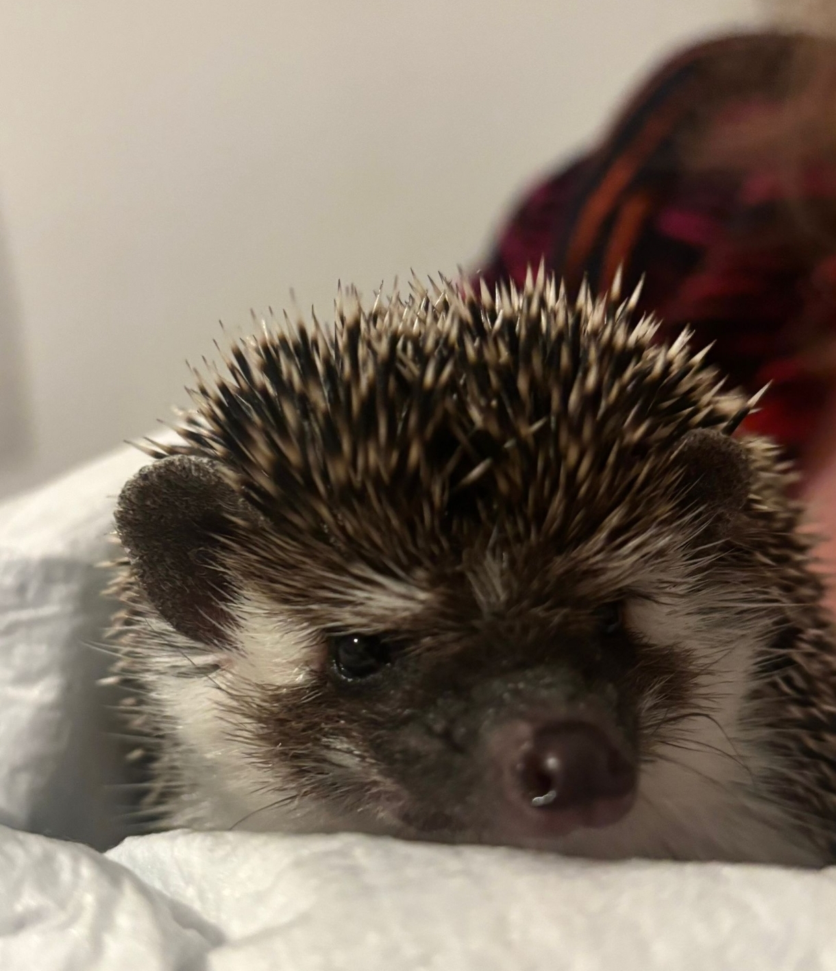 Baxter im neuen Zuhause (2)