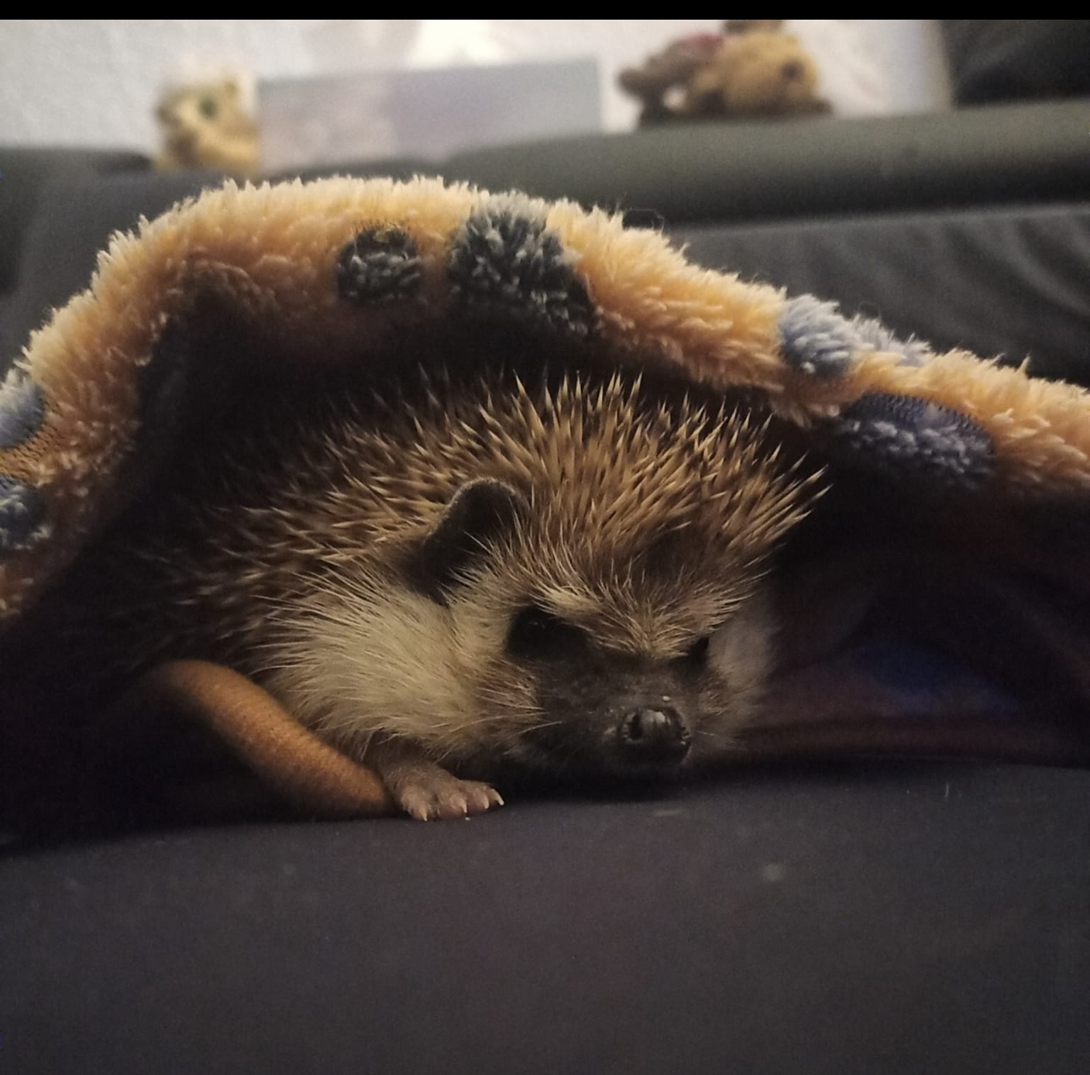 Bobby im neuen Zuhause (2)