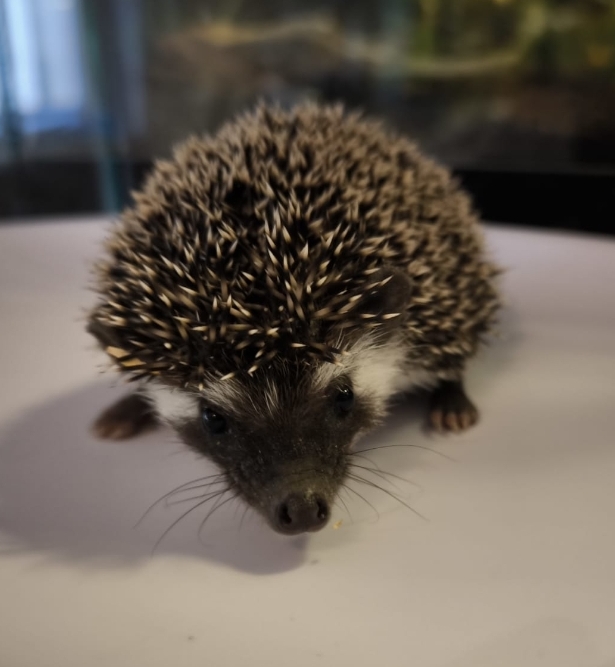Baby-Igel
