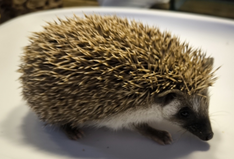 Baby-Igel